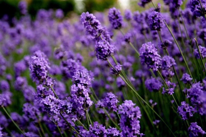 Levendula