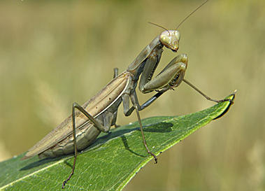 Imádkozó sáska