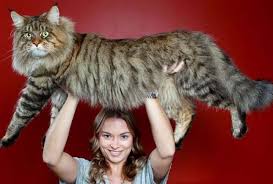 Maine coon macska