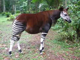 Okapi