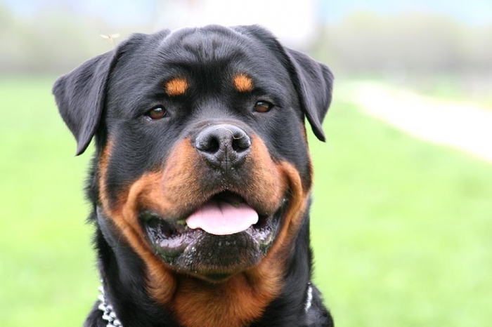 Rottweiler kutya