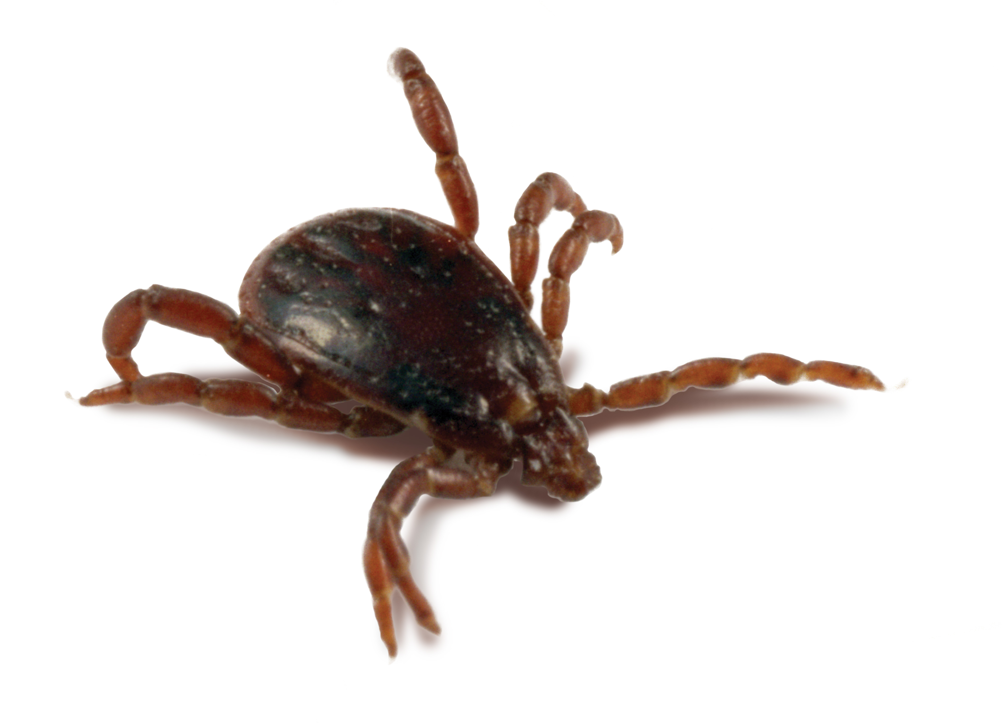 Kullancs
