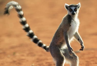 Madagaszkár