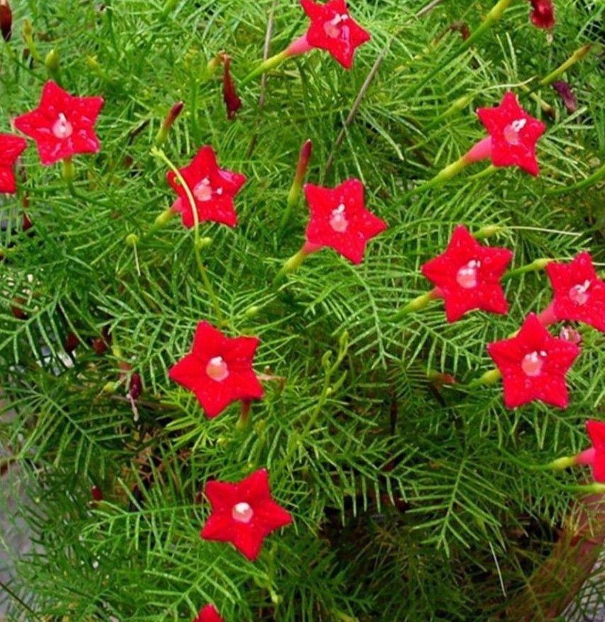 Cypress vine növény