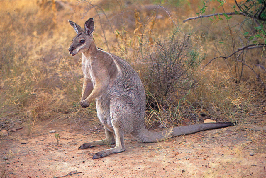 Wallaby