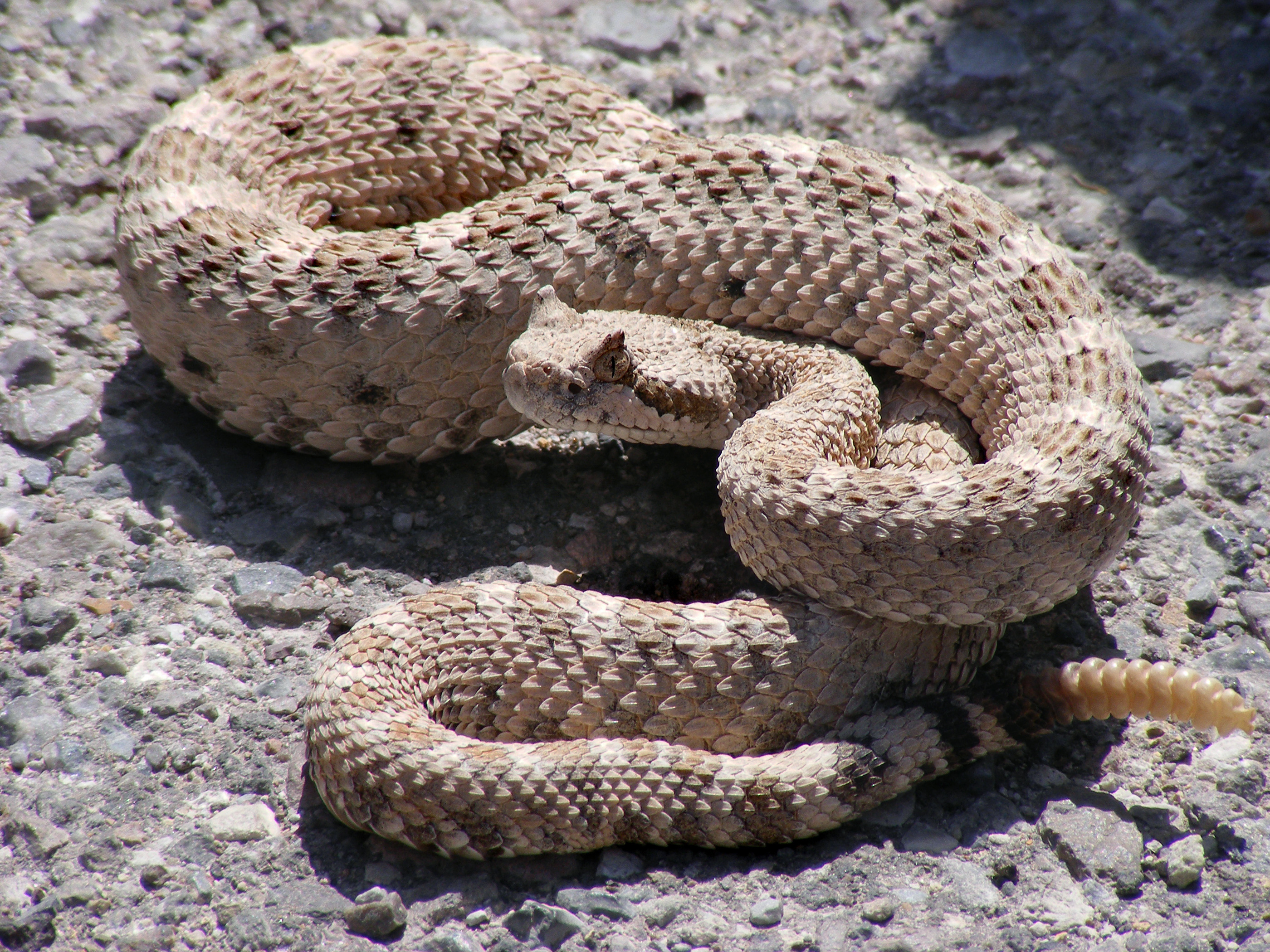 Csörgőkígyó