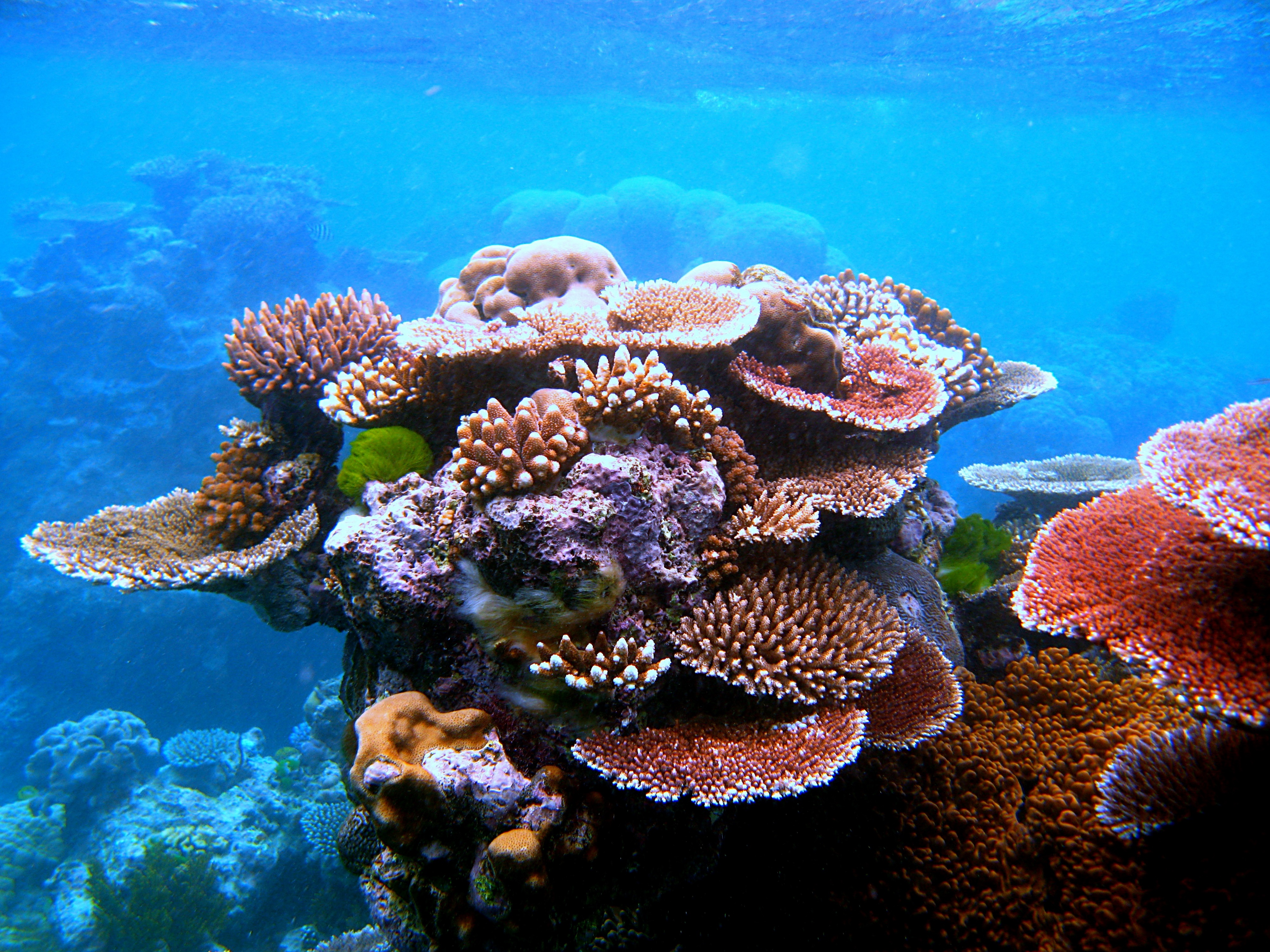 Korallzátony