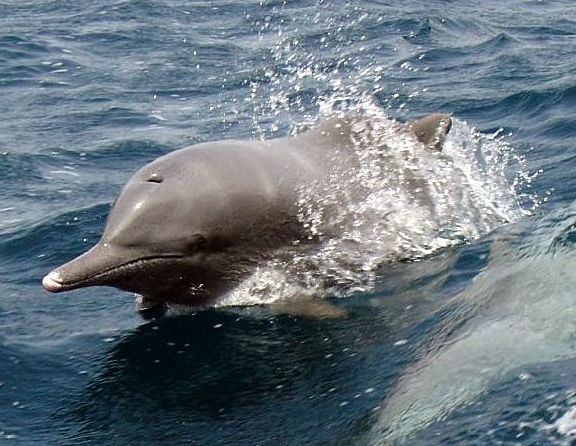 Púpos delfin