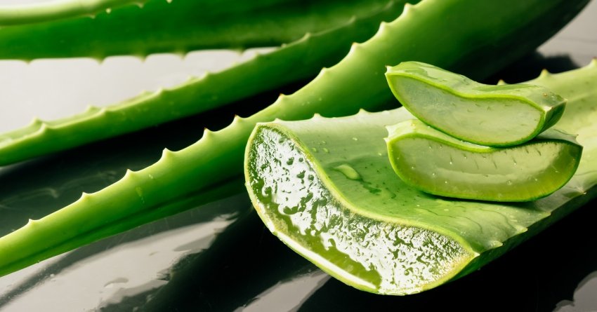 Aloe vera