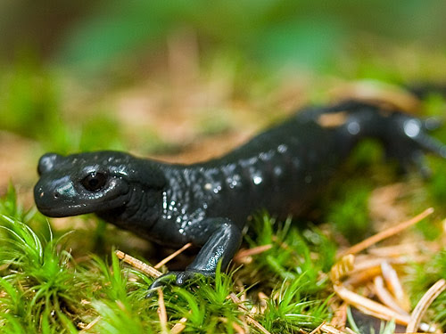 Fekete szalamandra