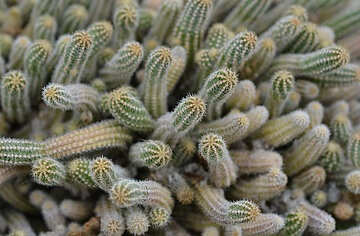 Földimogyoró kaktusz
