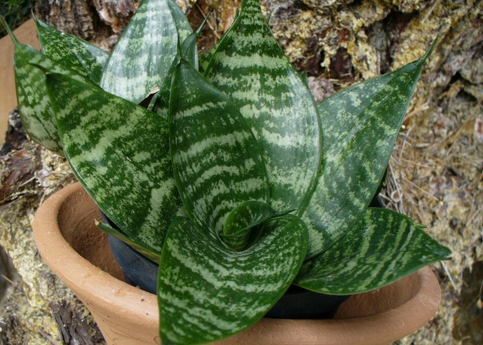 Sansevieria hahnii