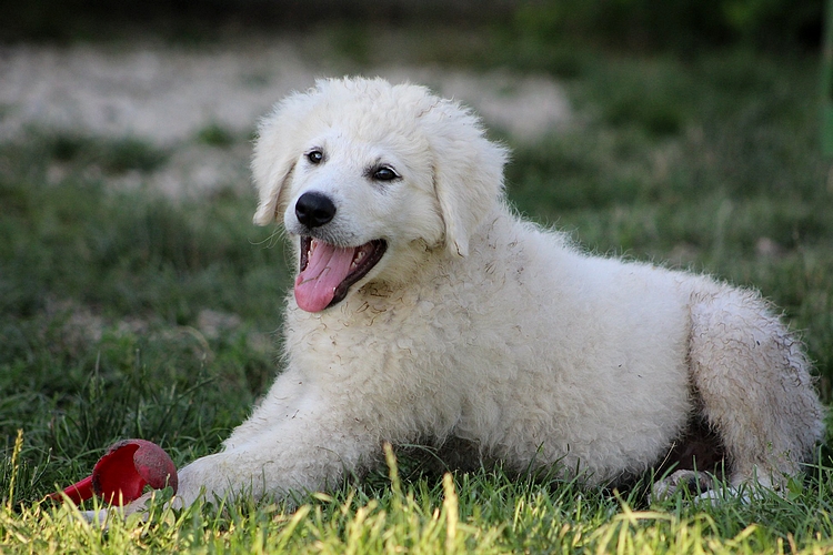 Kuvasz